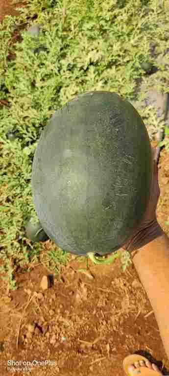 Water melon